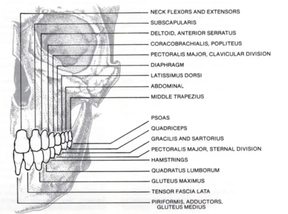 Kinesiologia - Studio Dentistico a Olbia - Rehabilita - Dott.ri Farre e Tilli Kinesiologia - Studio Dentistico a Olbia - Rehabilita - Dott.ri Farre e Tilli
