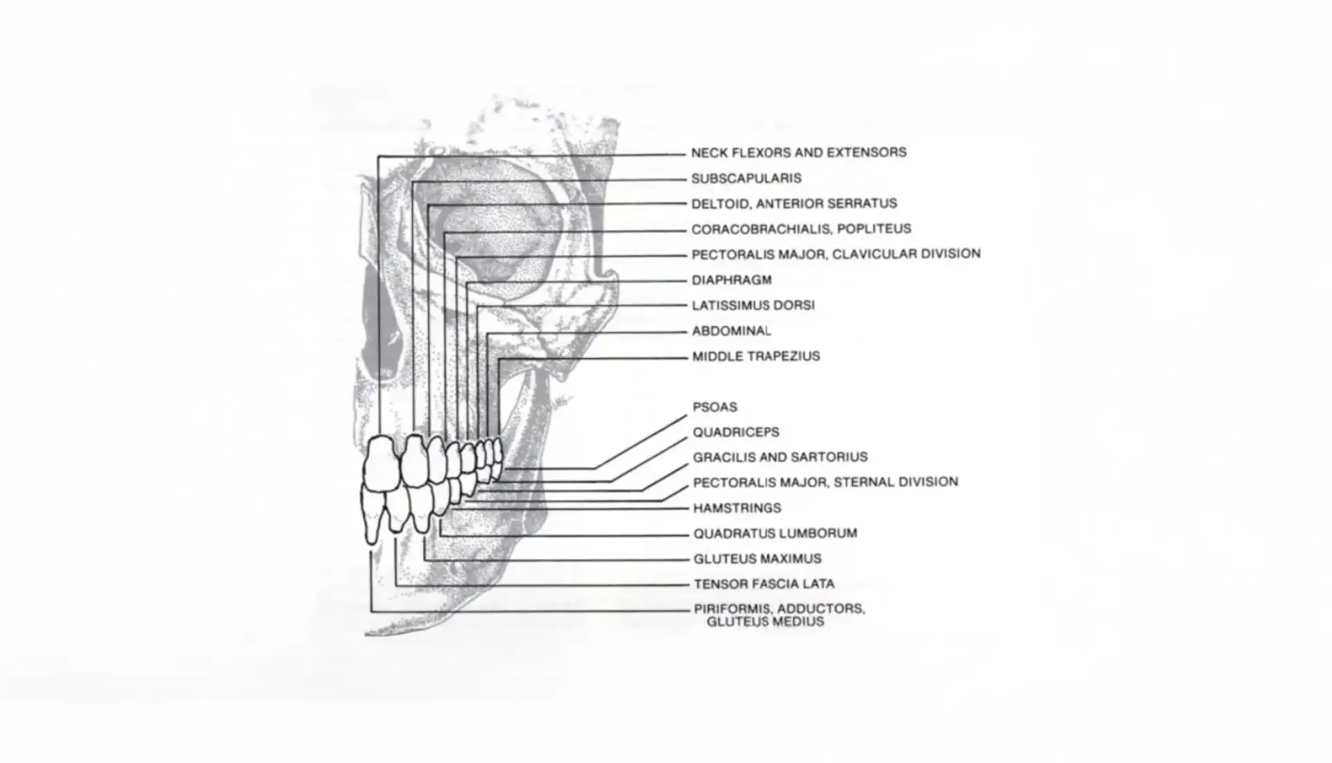 Kinesiologia Odontoiatrica - Studio Dentistico a Olbia - Rehabilita - Dott.ri Farre e Tilli